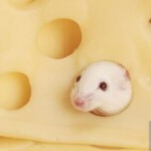 Profile photo of Simone Collins